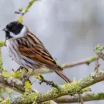 Er flagguirlanderne velegnede til udendørs brug?