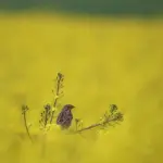 Hvor mange flag er der på en typisk flagguirland?