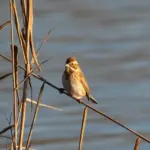 Kan jeg få en flagguirland med mit eget design på?